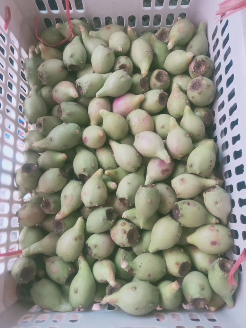 海南仙人掌果新鲜当季现摘现发