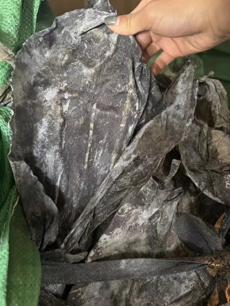 福建海带皮，山东海带皮一件30斤，泡发率高，煮得耙