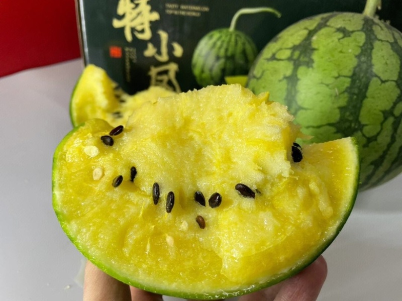 江苏东台特小凤西瓜大量上市品质货源诚信优先