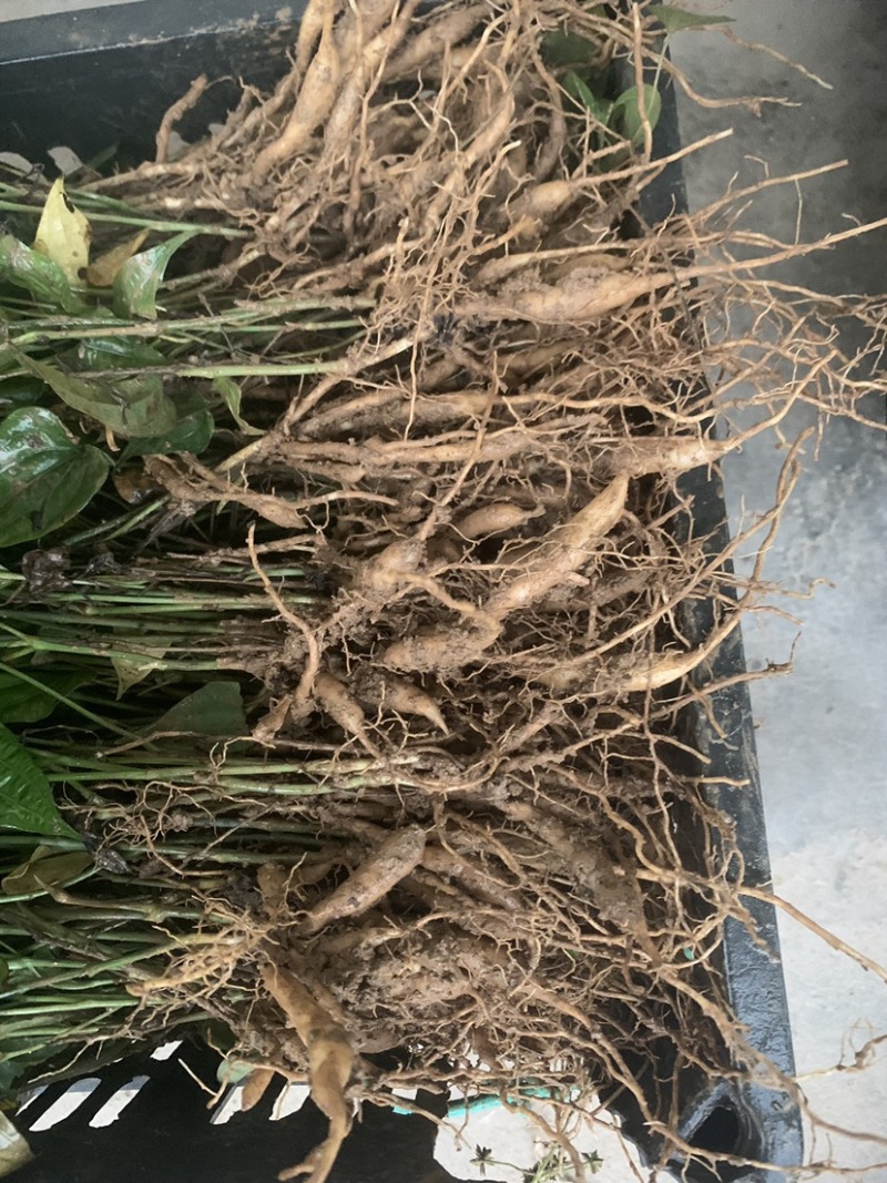 百陪苗药材苗