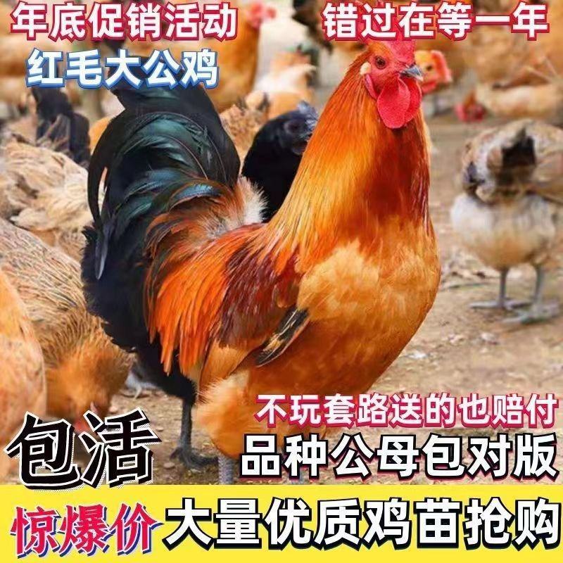 红毛大公鸡苗