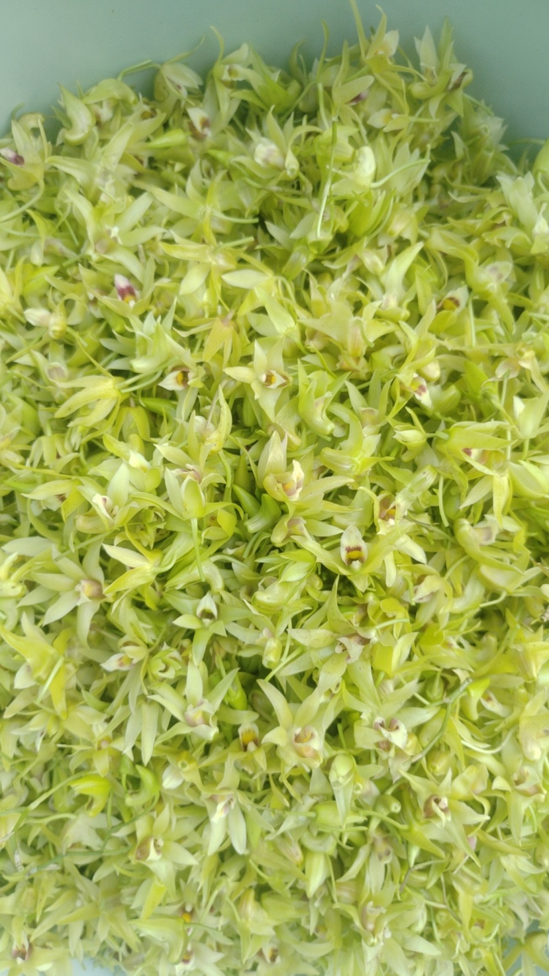 铁皮石斛鲜花现采摘顺丰包邮