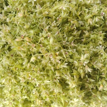 铁皮石斛鲜花现采摘顺丰包邮