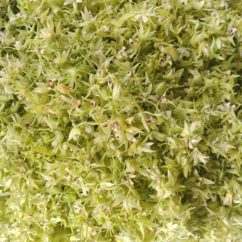 铁皮石斛鲜花现采摘顺丰包邮