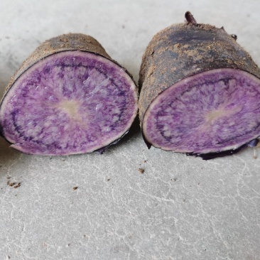 紫色富硒马铃薯