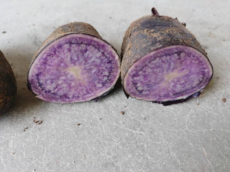 紫色富硒马铃薯