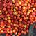 n安徽砀山油桃大量供应产地代办全国代发保质保量
