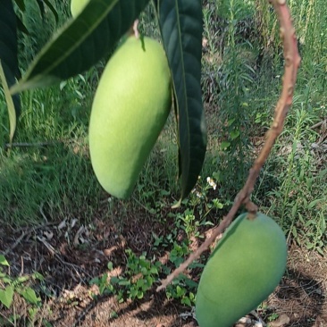 金煌芒，贵妃，台农