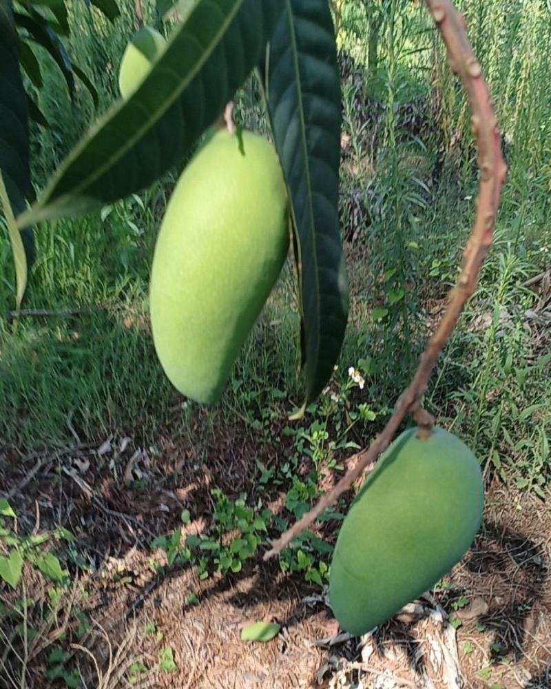 金煌芒，贵妃，台农