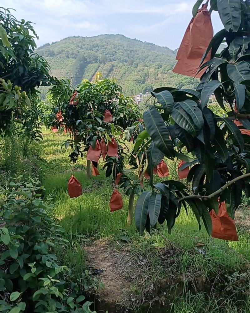 金煌芒，贵妃，台农