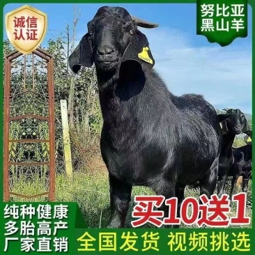 努比亚黑羊仔