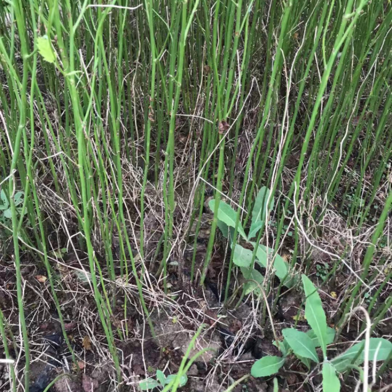 棣棠