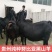 努比亚黑羊仔