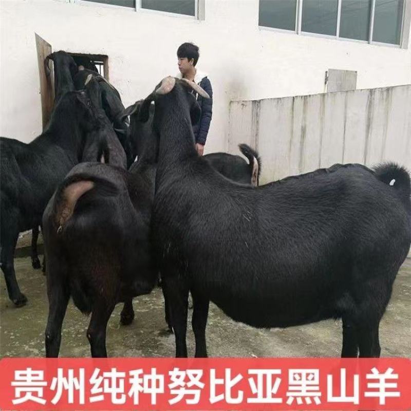 努比亚黑羊仔
