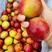 早熟油桃，毛桃大量上市中，欢迎新老客户前来采购。