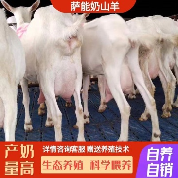 萨能奶山羊仔