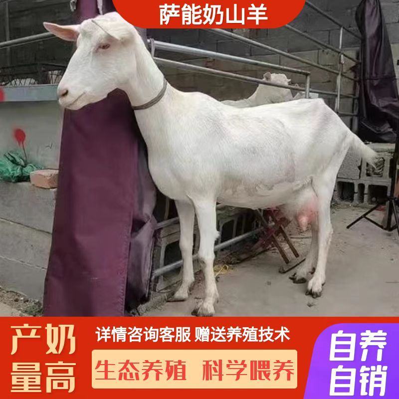 萨能奶山羊仔