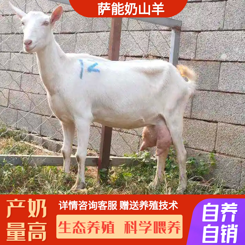 萨能奶山羊仔