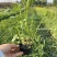 柳叶马鞭草、12杯柳叶马鞭草、14杯柳叶马鞭草