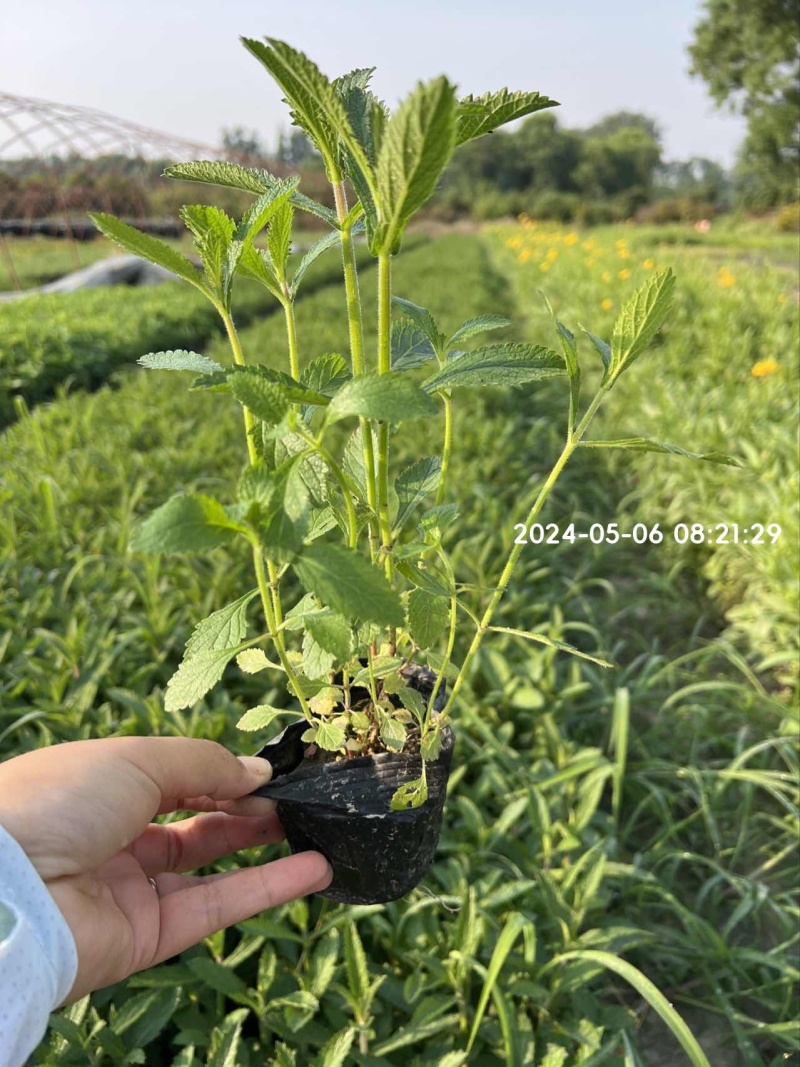 柳叶马鞭草、12杯柳叶马鞭草、14杯柳叶马鞭草