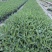 柳叶马鞭草、12杯柳叶马鞭草、14杯柳叶马鞭草