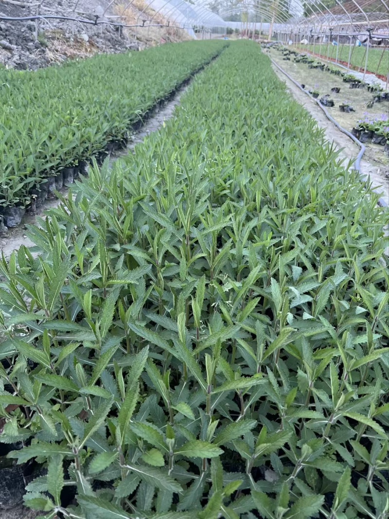柳叶马鞭草、12杯柳叶马鞭草、14杯柳叶马鞭草