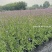 柳叶马鞭草、12杯柳叶马鞭草、14杯柳叶马鞭草