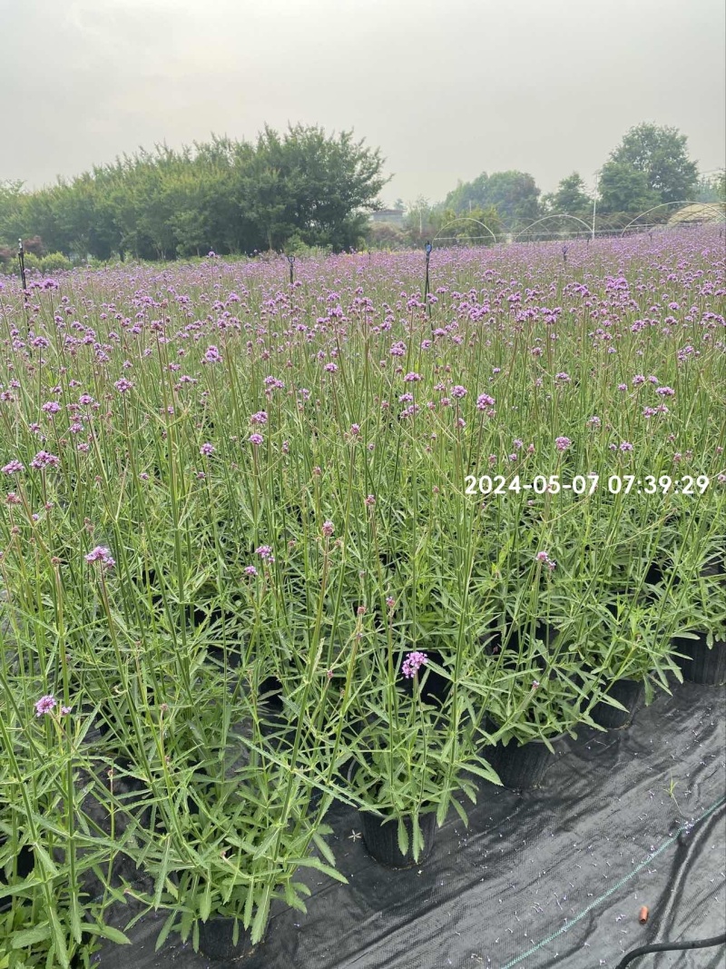 柳叶马鞭草、12杯柳叶马鞭草、14杯柳叶马鞭草