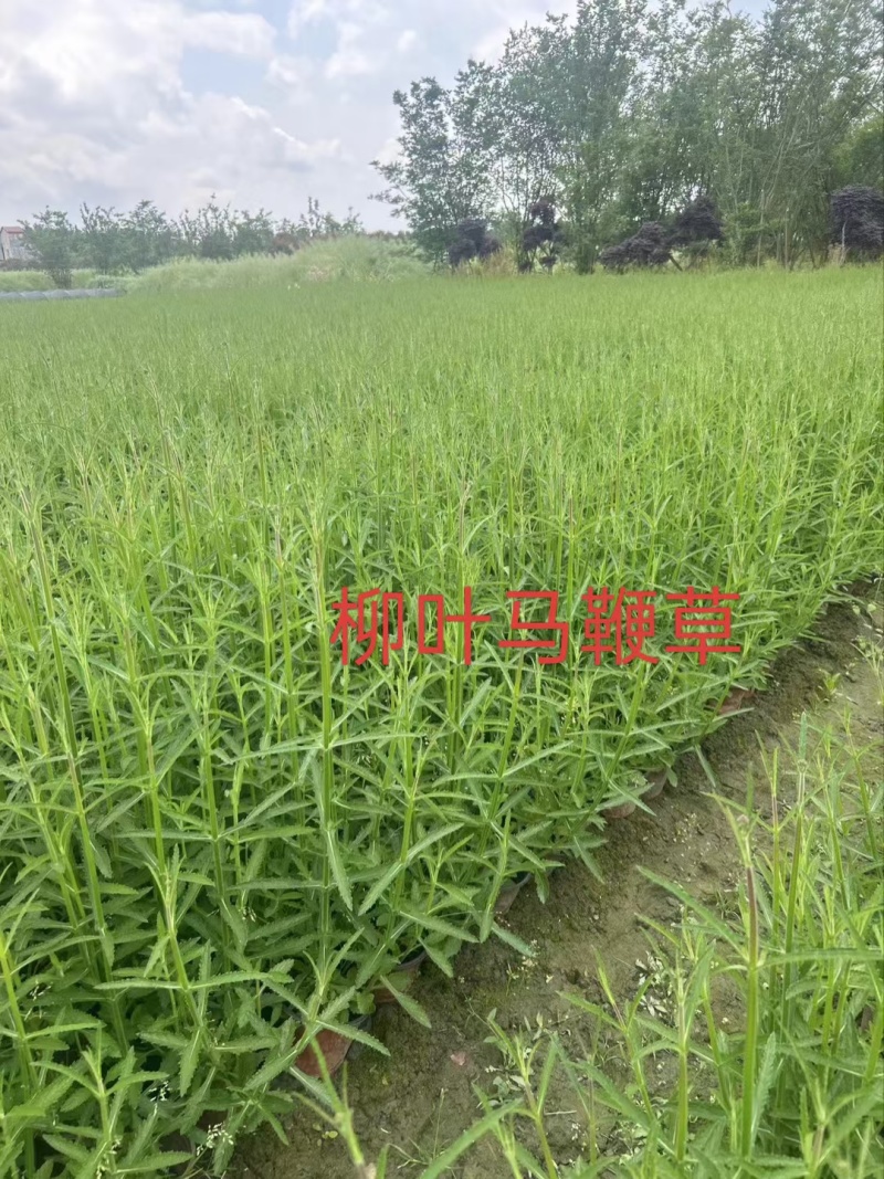 柳叶马鞭草、12杯柳叶马鞭草、14杯柳叶马鞭草