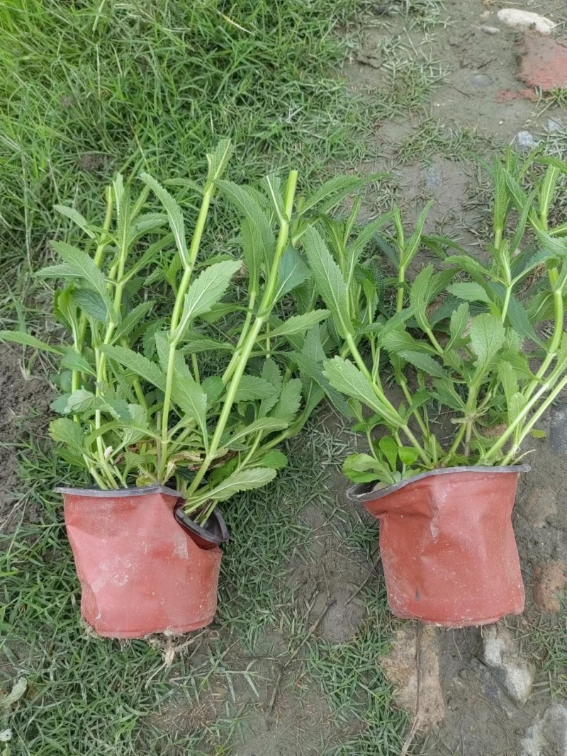 柳叶马鞭草、12杯柳叶马鞭草、14杯柳叶马鞭草