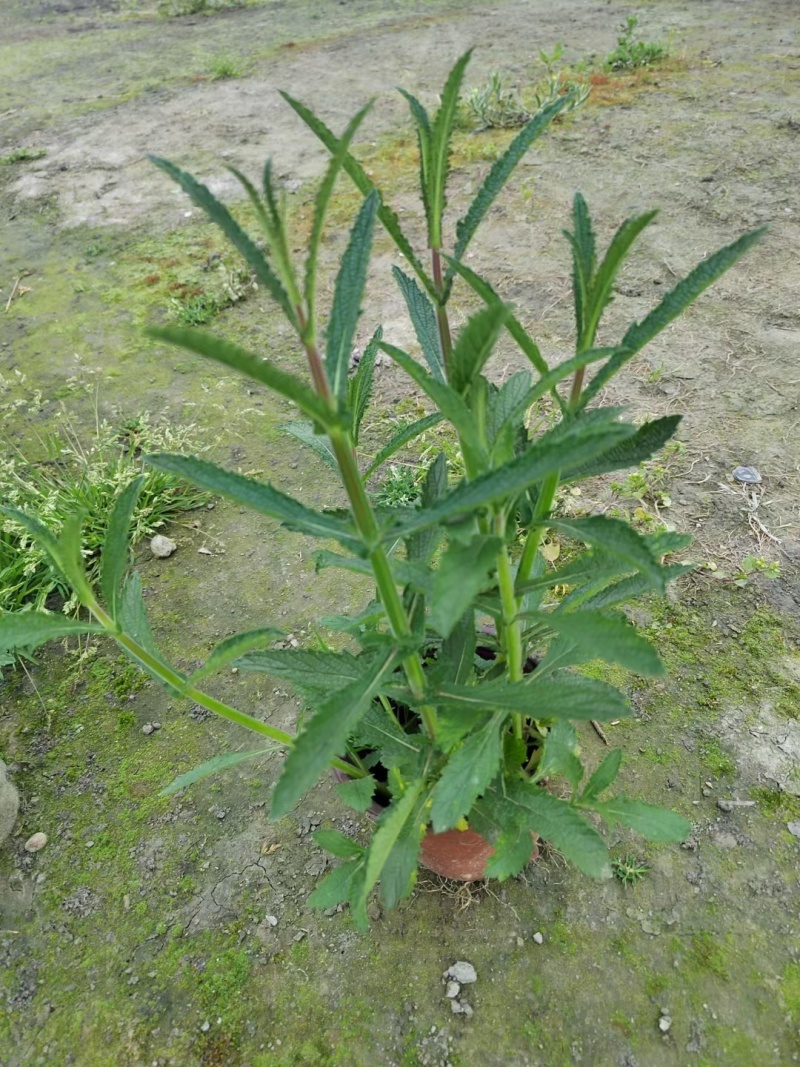 柳叶马鞭草、12杯柳叶马鞭草、14杯柳叶马鞭草