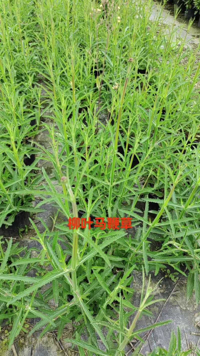 柳叶马鞭草、12杯柳叶马鞭草、14杯柳叶马鞭草