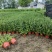 柳叶马鞭草、12杯柳叶马鞭草、14杯柳叶马鞭草
