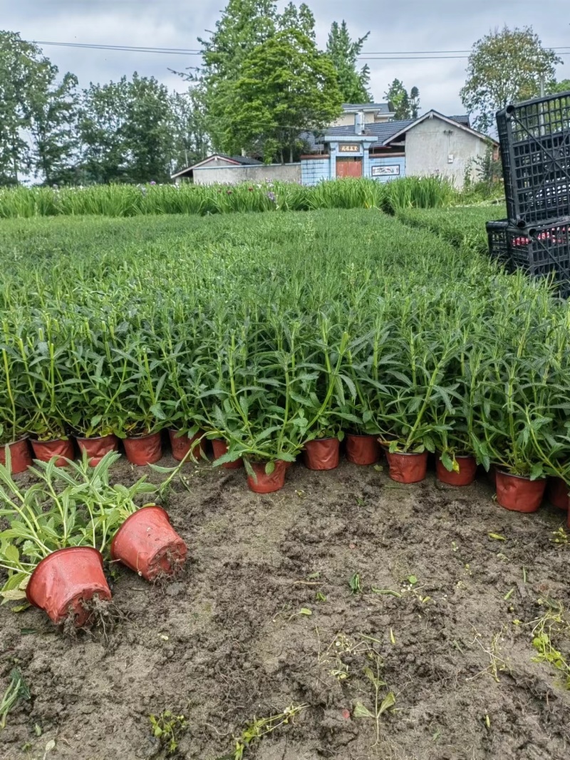 柳叶马鞭草、12杯柳叶马鞭草、14杯柳叶马鞭草