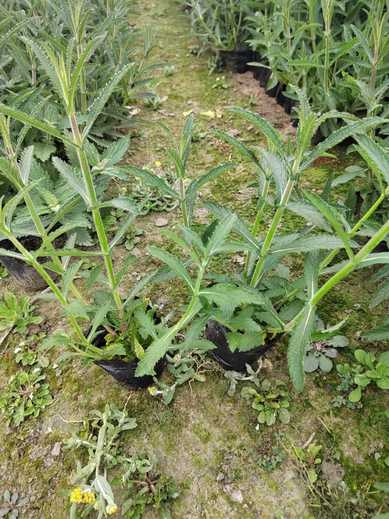 柳叶马鞭草、12杯柳叶马鞭草、14杯柳叶马鞭草
