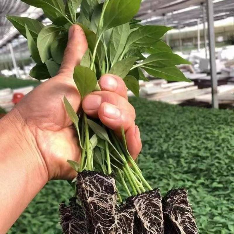 辣椒苗小米椒线椒螺丝椒
