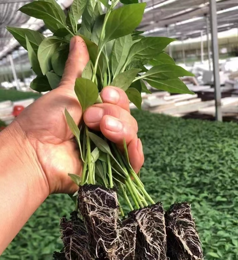 辣椒苗小米椒线椒螺丝椒