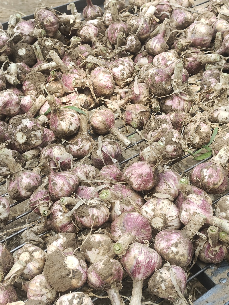 精品鲜蒜头产地直供支持电商商超各大市场质量保证