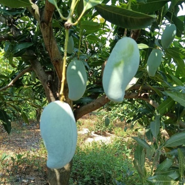 广西百色田东桂七香芒