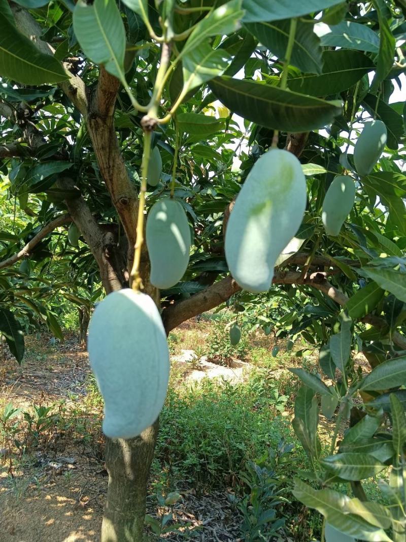 广西百色田东桂七香芒