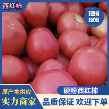 河北本地产硬粉西红柿大量上市诚信合作欢迎来电咨询