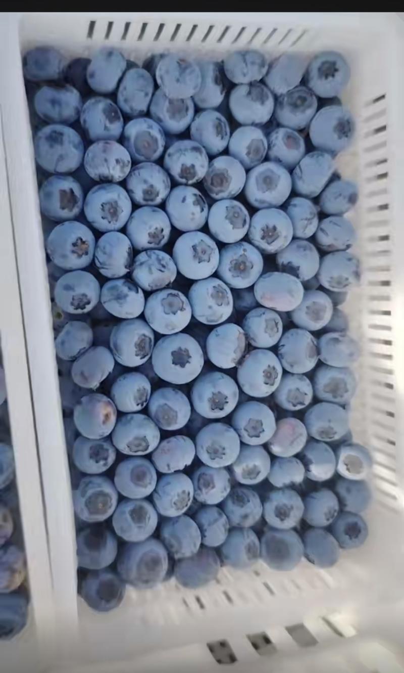大棚蓝莓大量上市