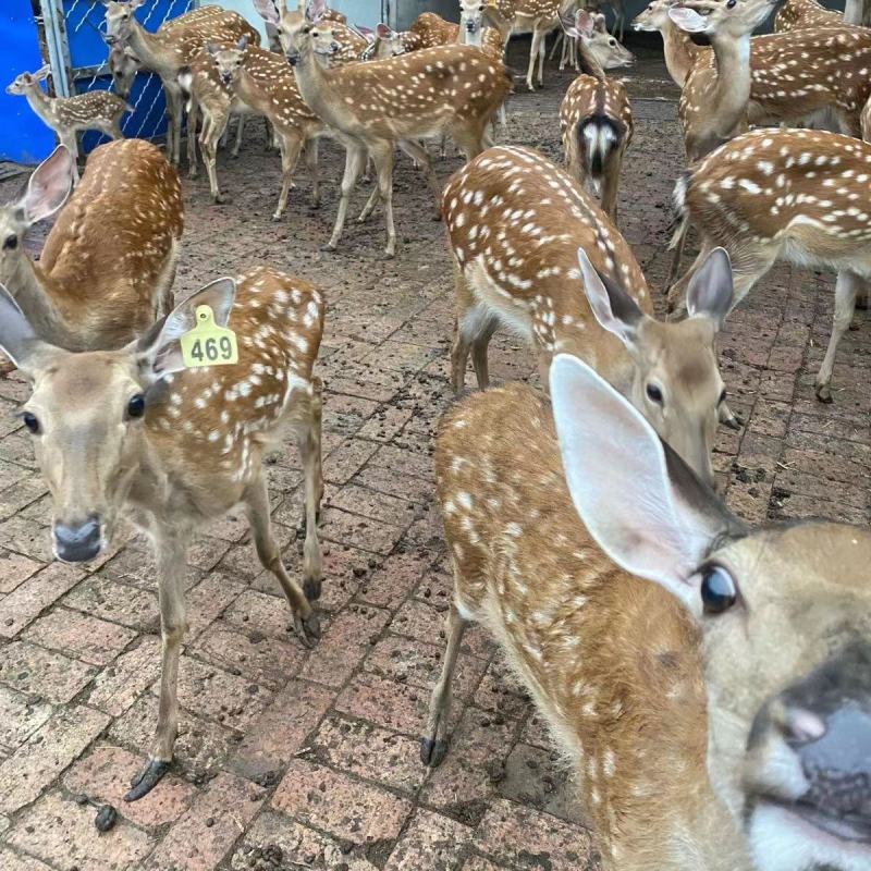 梅花鹿仔