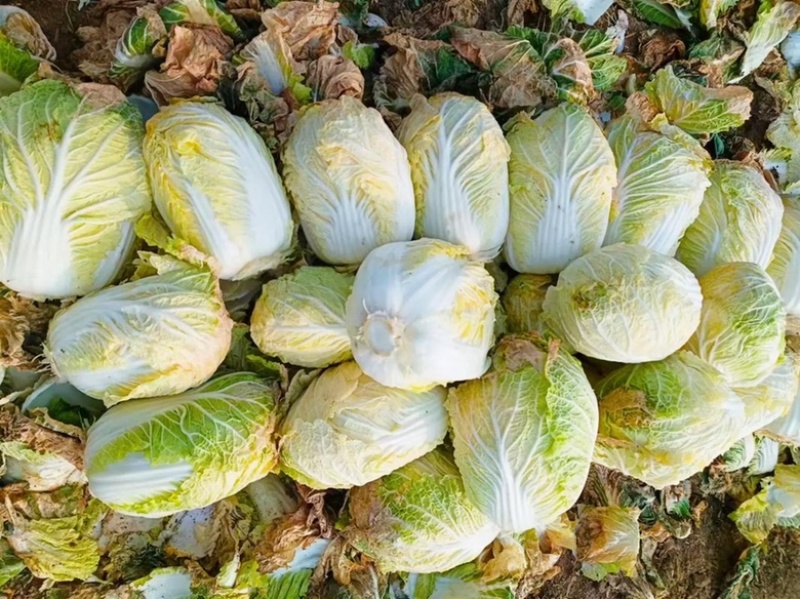 江苏东台黄心白菜大量上市一年四季供货欢迎选购！