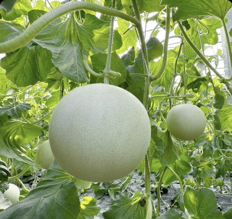 江苏东台玉菇甜瓜大量上市诚信经营量大价优货真价实