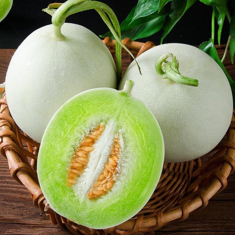 江苏东台玉菇甜瓜大量上市诚信经营量大价优货真价实