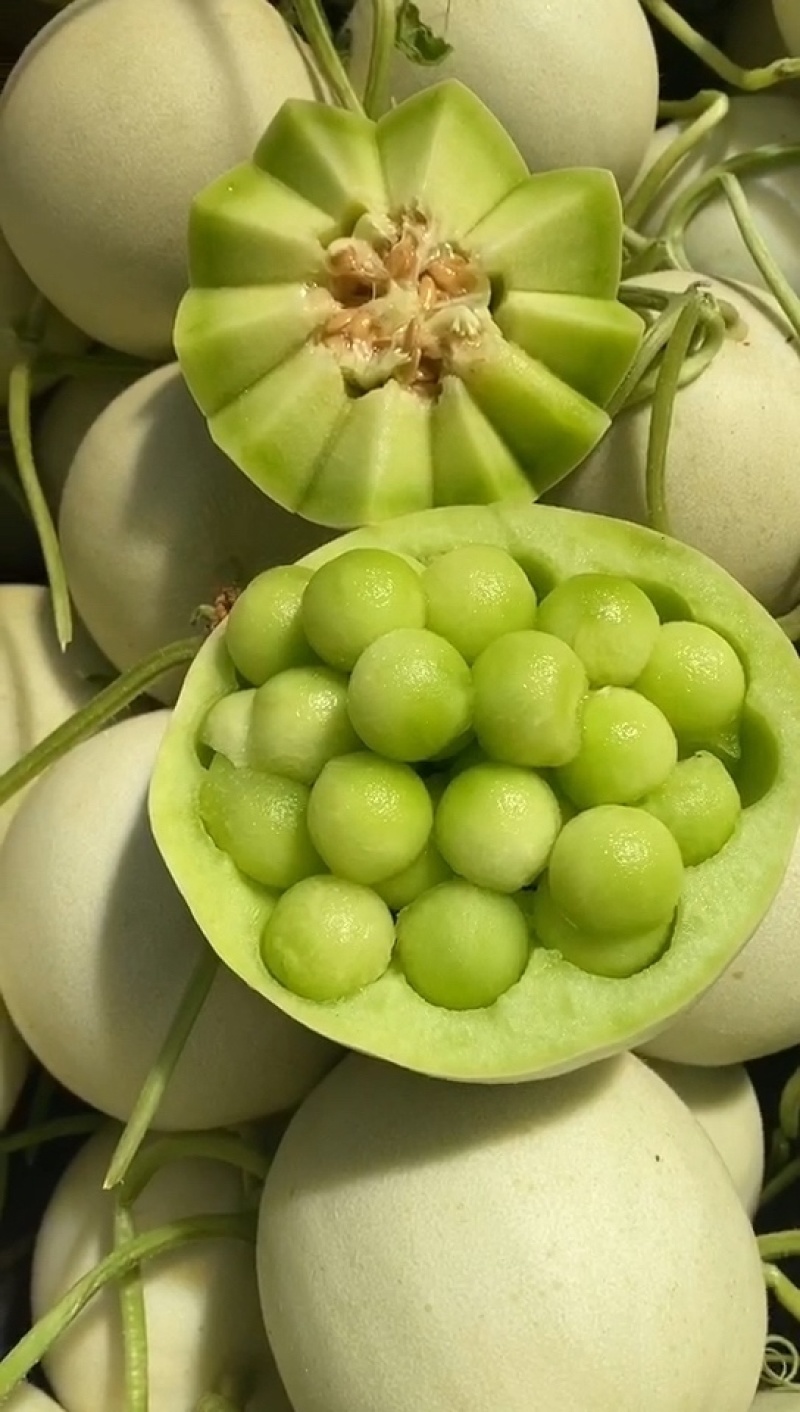 江苏东台玉菇甜瓜大量上市诚信经营量大价优货真价实