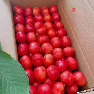 陕西大樱桃，大量现货供应，按需包装，美早布鲁克斯，艳阳
