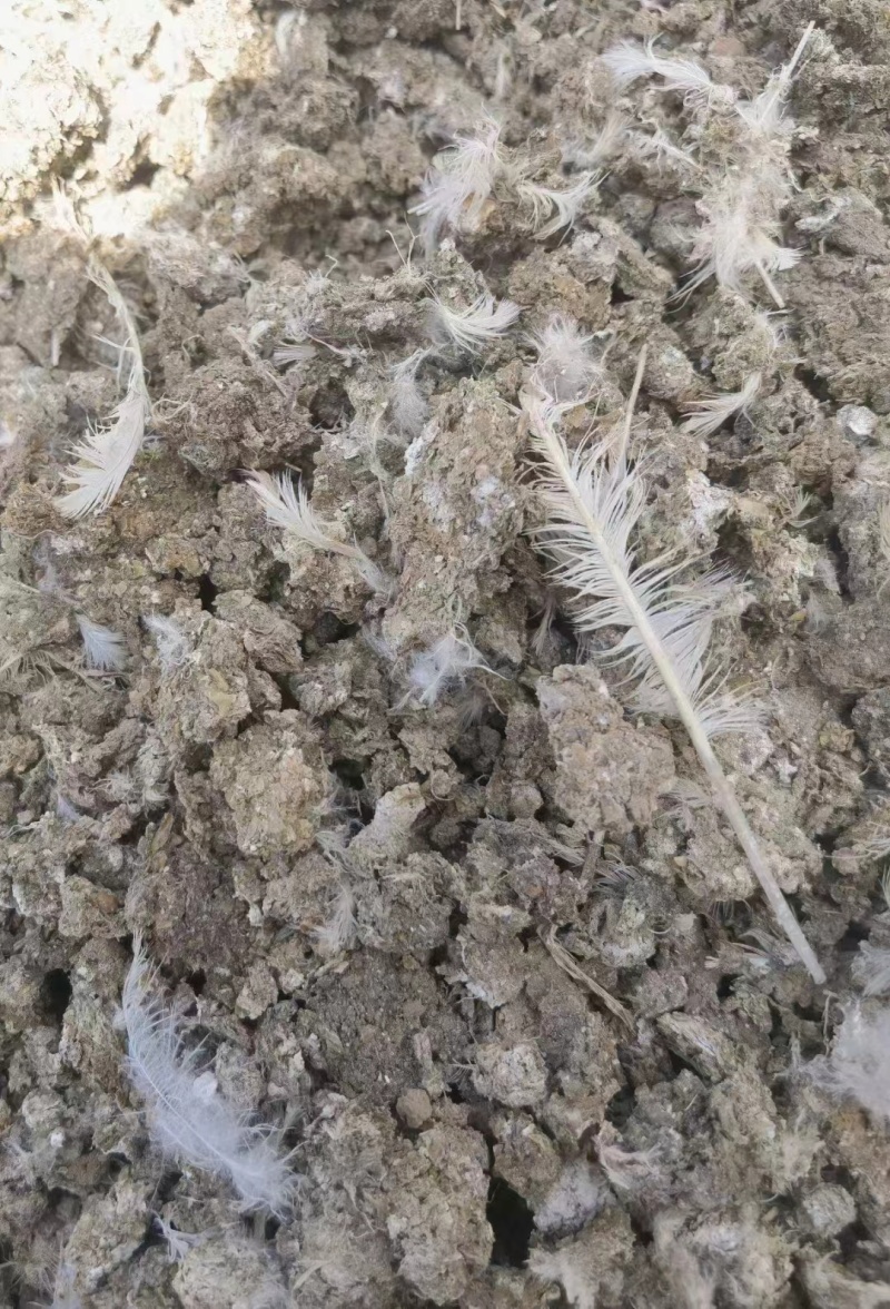 绿沃肥业-干鸡粪块，大量供应好，品质看得见，疏松肥沃