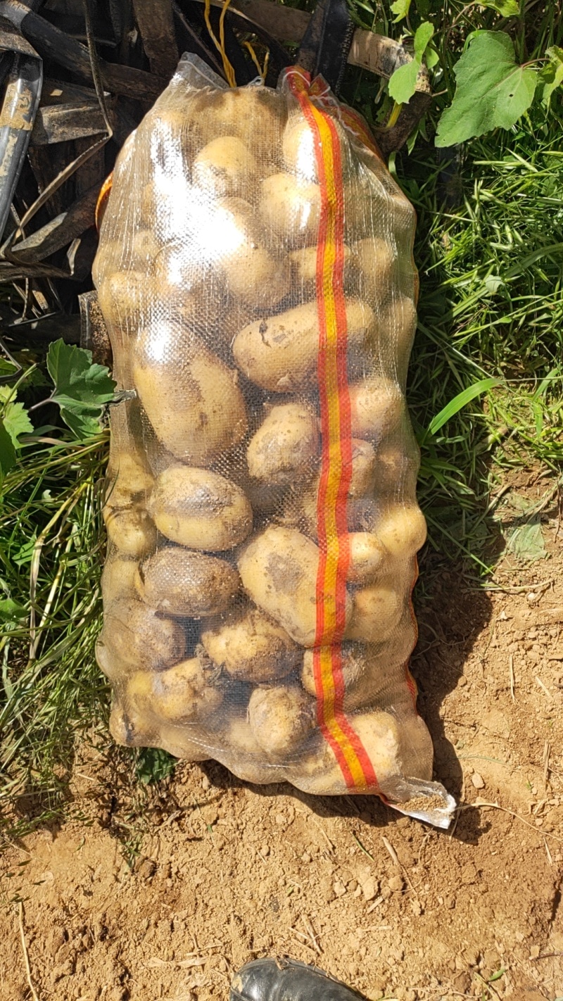新鲜黄心土豆，甜脆可口，产地直供，量大质优价格优惠